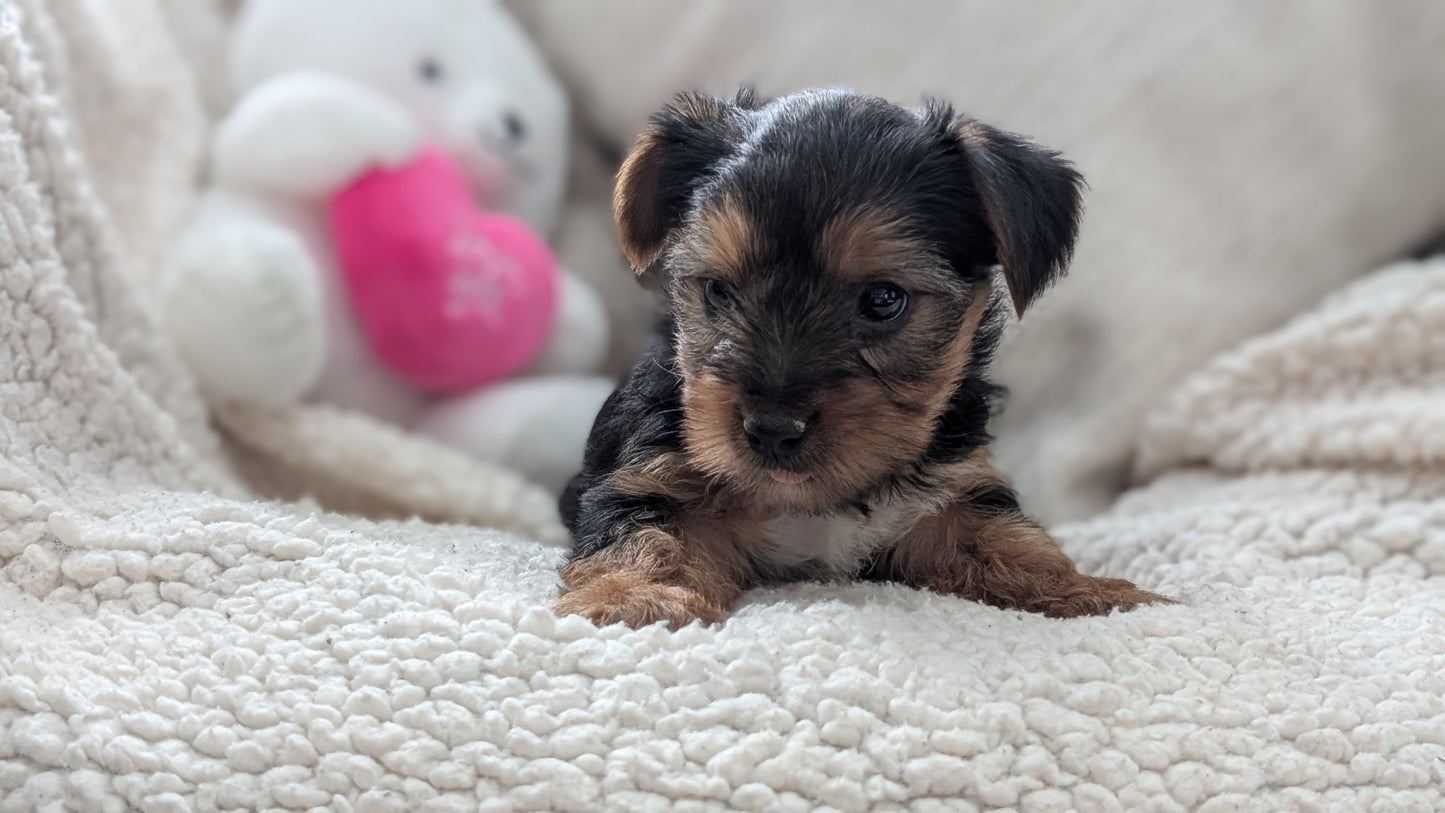 YORKSHIRE TERRIER (DEC 24) FEMALES