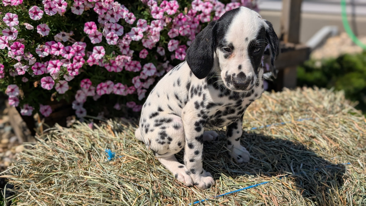 DALMATIAN (JUN 29) FEMALES