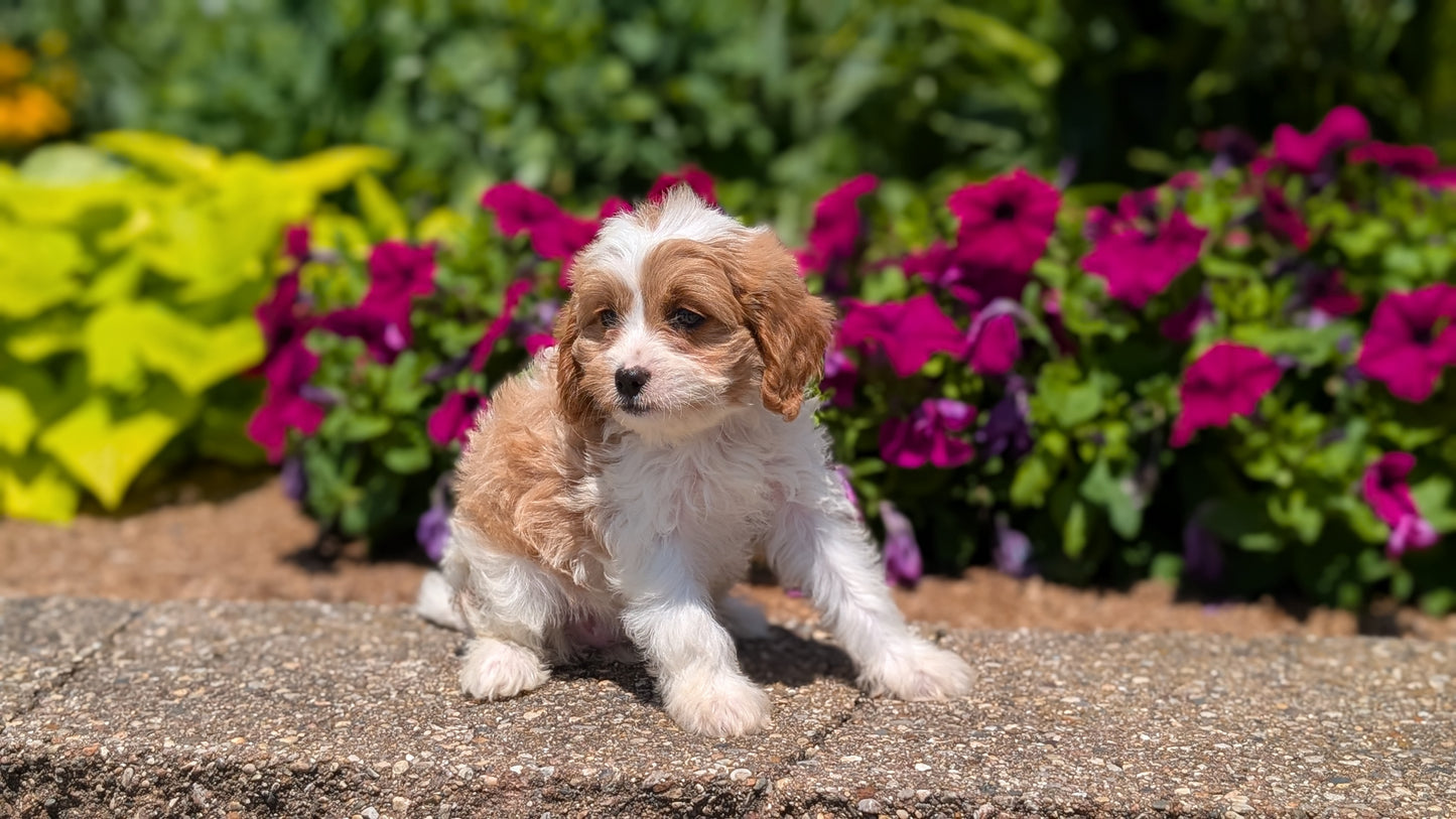 CAVAPOO (MAY 18) FEMALES