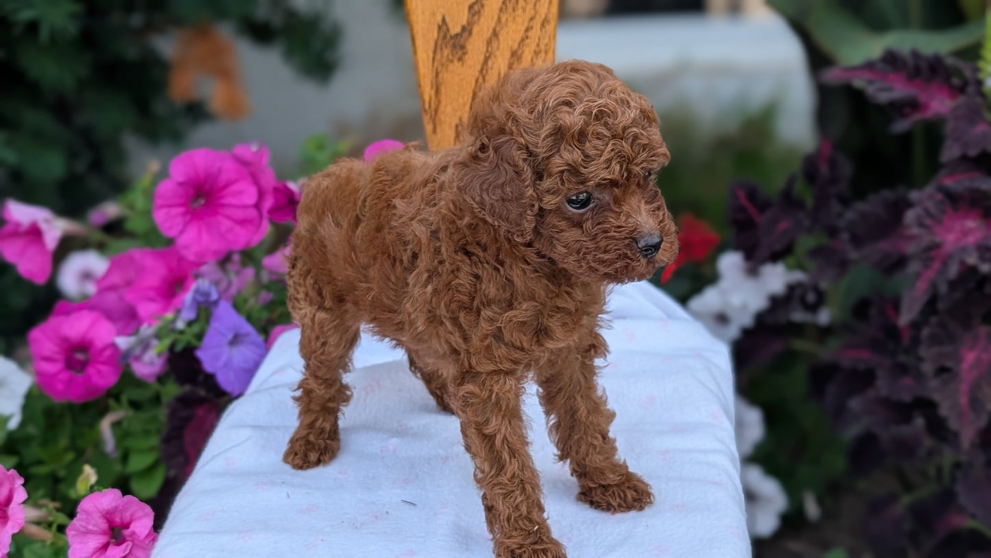 TOY POODLE (JUN 09) FEMALE