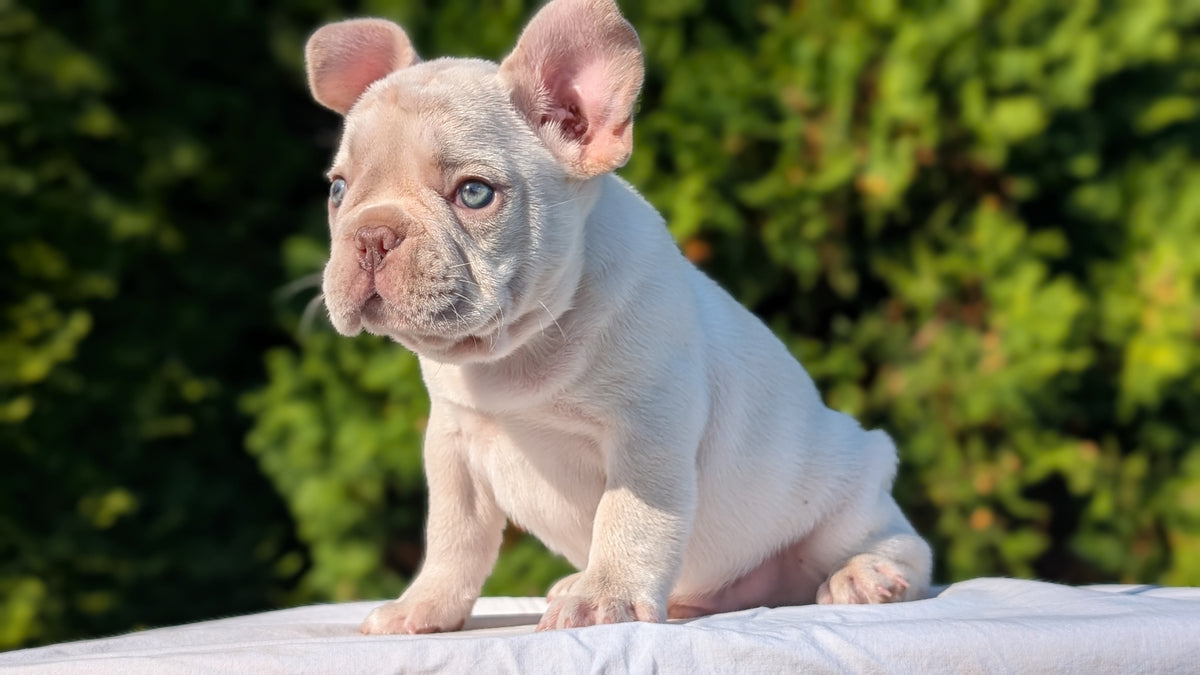 FRENCH BULLDOG (AUG 22) 3 MALES/1 FEMALE