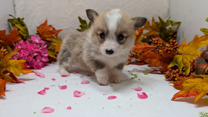 CORGI (09/17) FEMALE