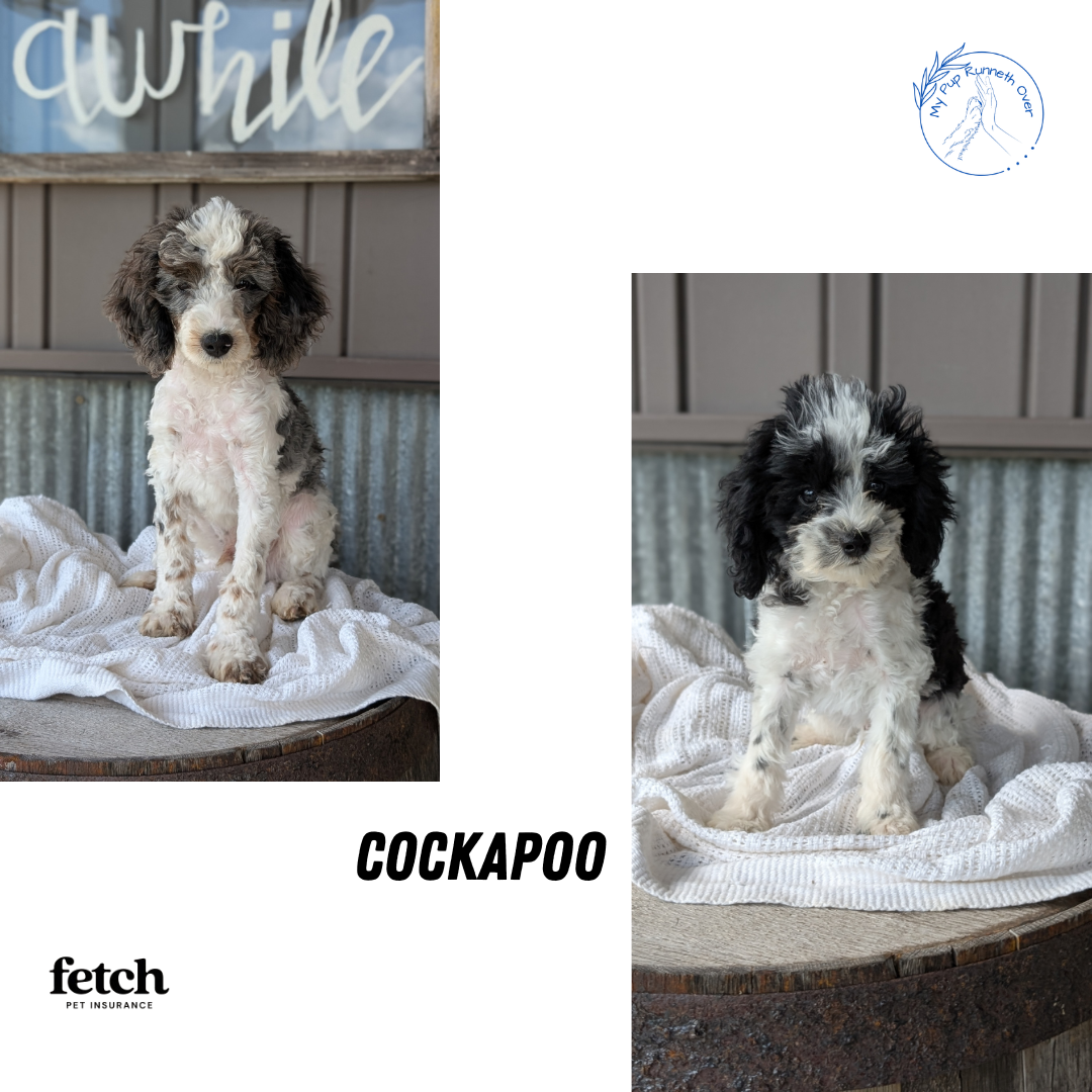 COCKAPOO (MAY 22) MALES