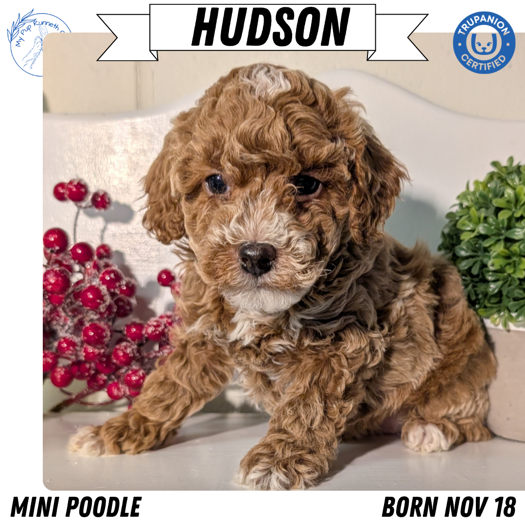 MINI POODLE (NOV 18) MALES