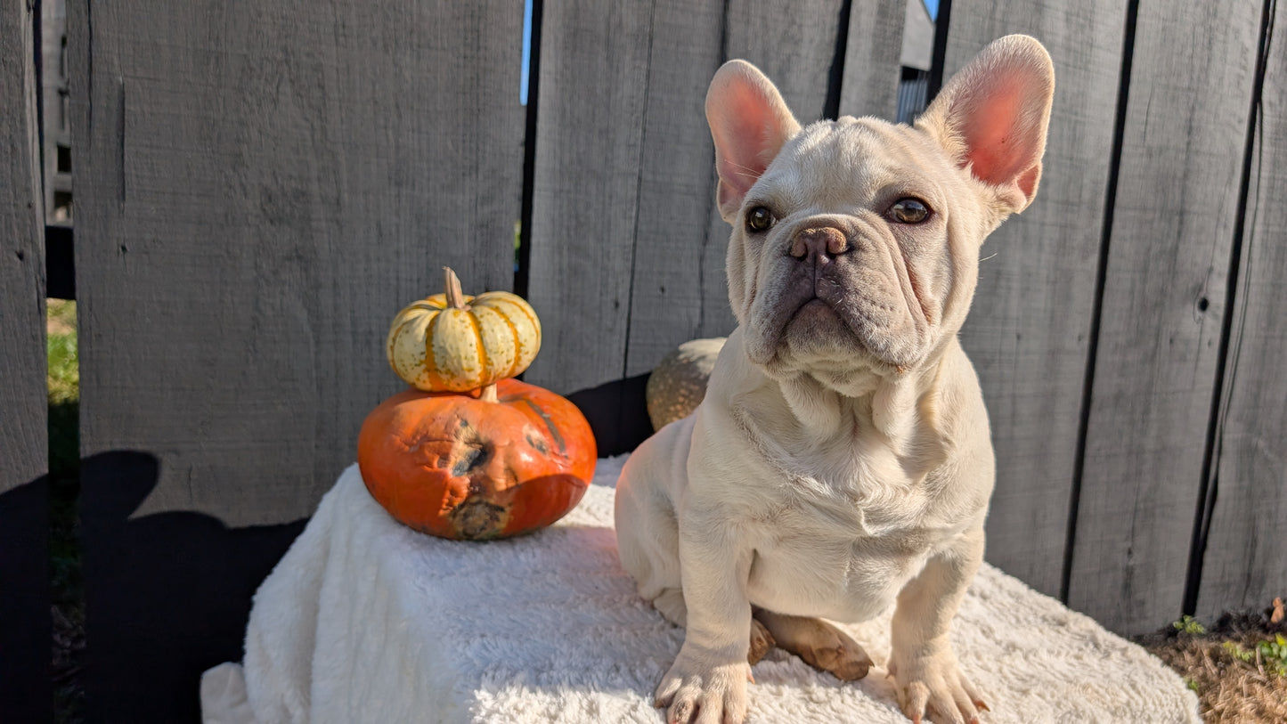 FRENCH BULLDOG (07/08) MALE