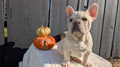 FRENCH BULLDOG (07/08) MALE