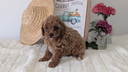 MINI POODLE (06/29) FEMALE