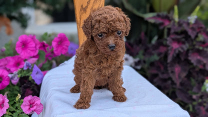 TOY POODLE (JUN 09) FEMALE