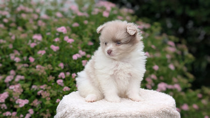 POMERANIAN (04/22) FEMALE