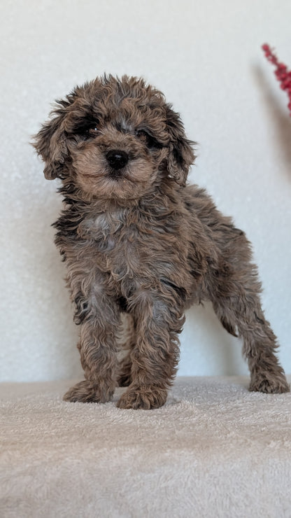 MINI BERNEDOODLE (OCT 15) FEMALES