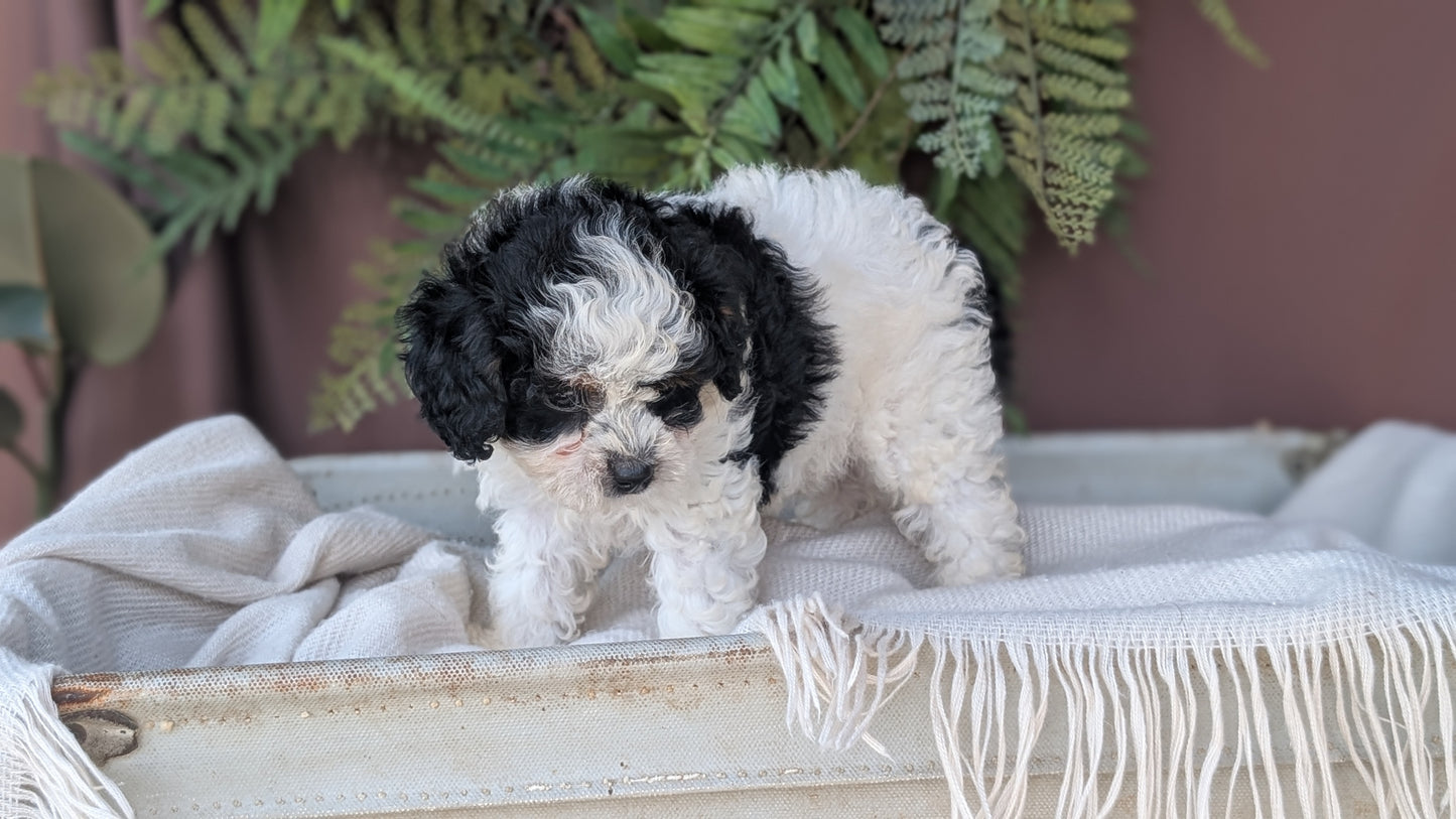 COCKAPOO (MAY 22) FEMALES