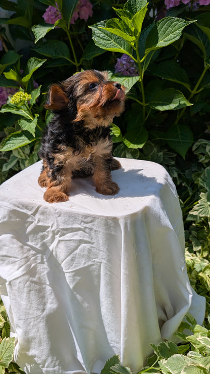 YORKSHIRE TERRIER (05/23) FEMALE