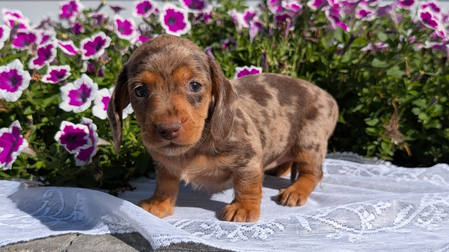 MINI DACHSHUND (08/19) FEMALE
