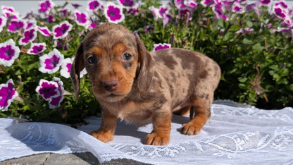 MINI DACHSHUND (08/19) FEMALE