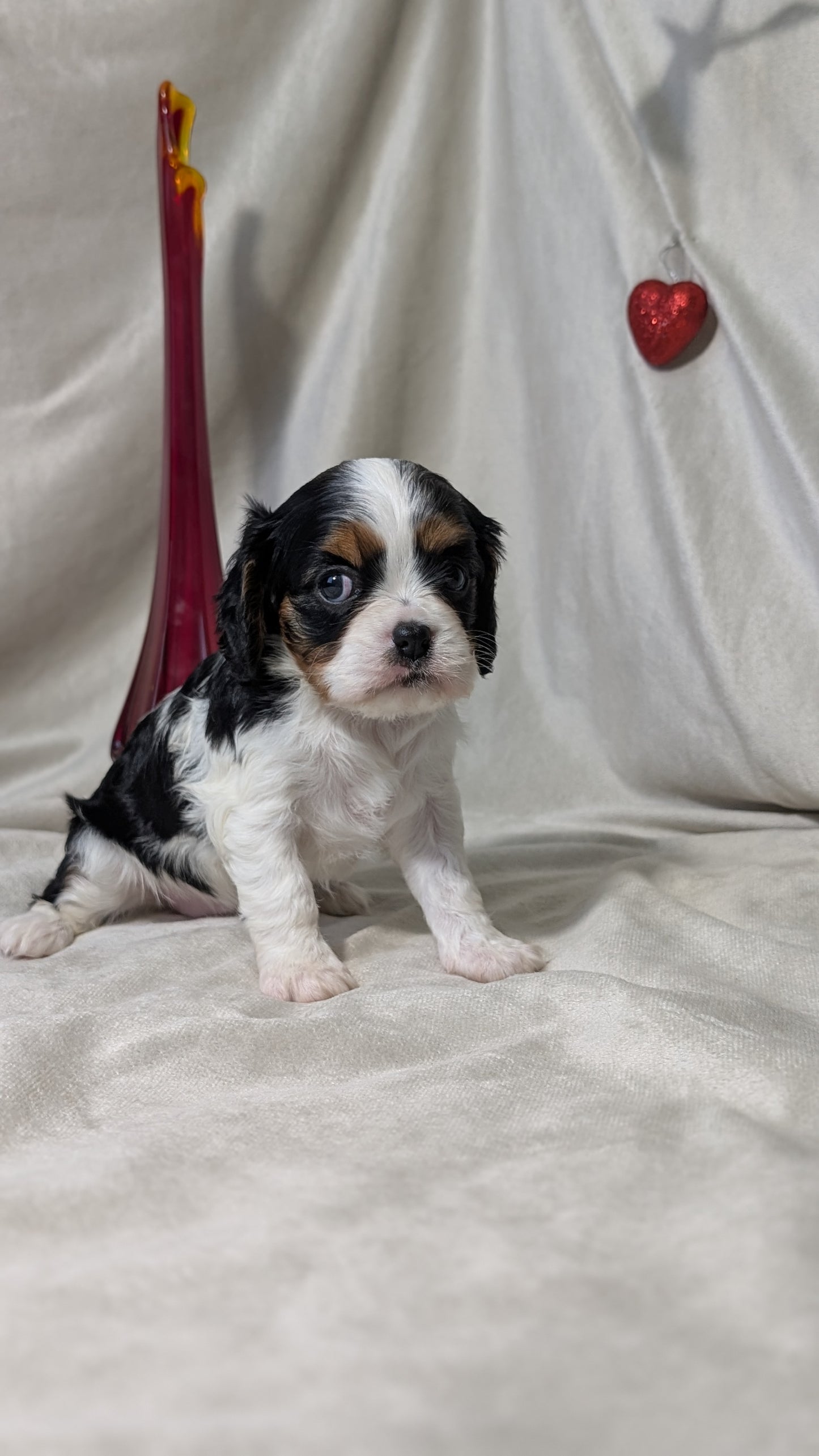 CAVALIER (DEC 03) FEMALES
