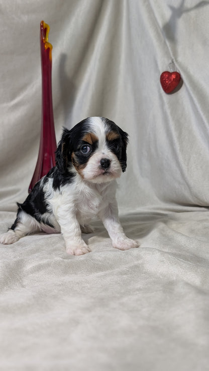 CAVALIER (DEC 03) FEMALES