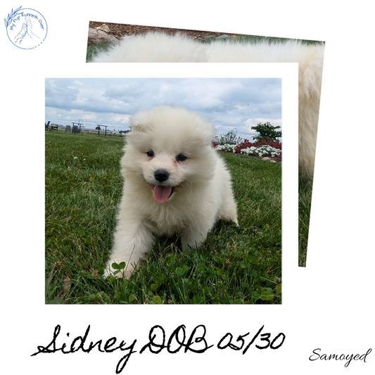 SAMOYED (05/30) FEMALE