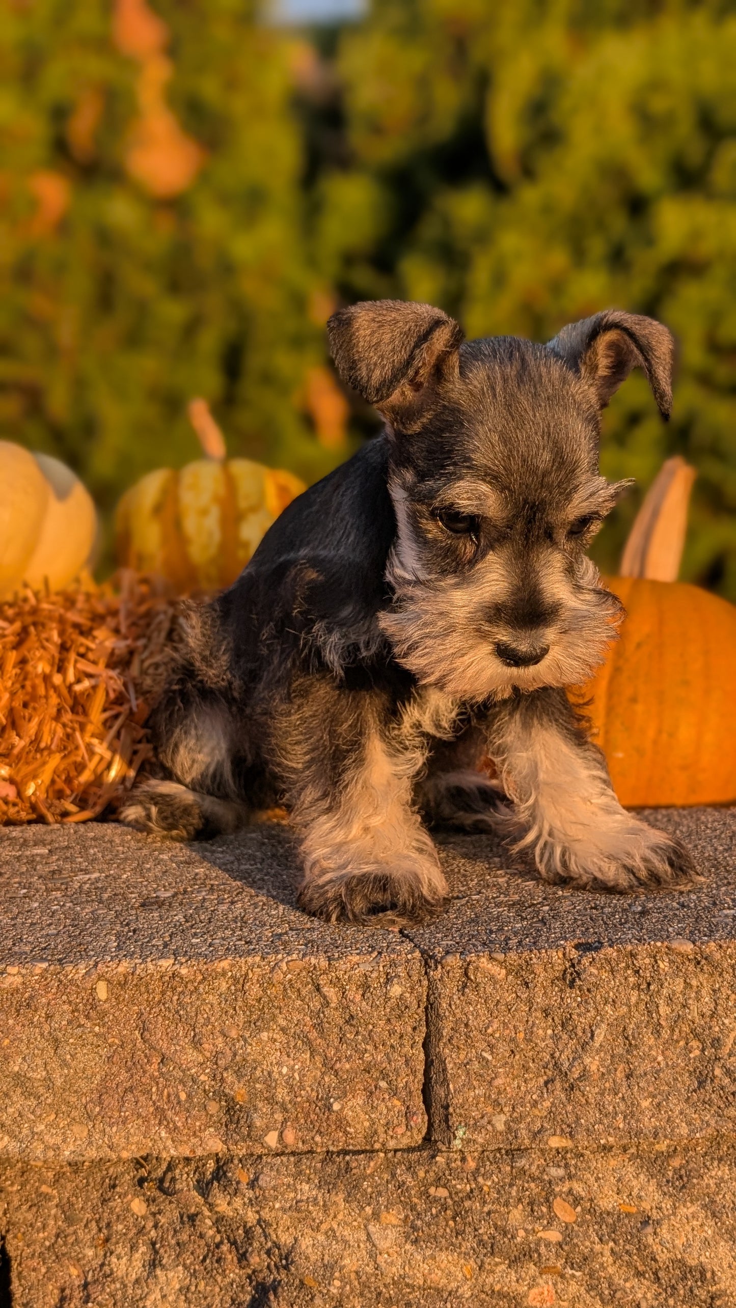 MINI SCHNAUZER (09/11) FEMALE
