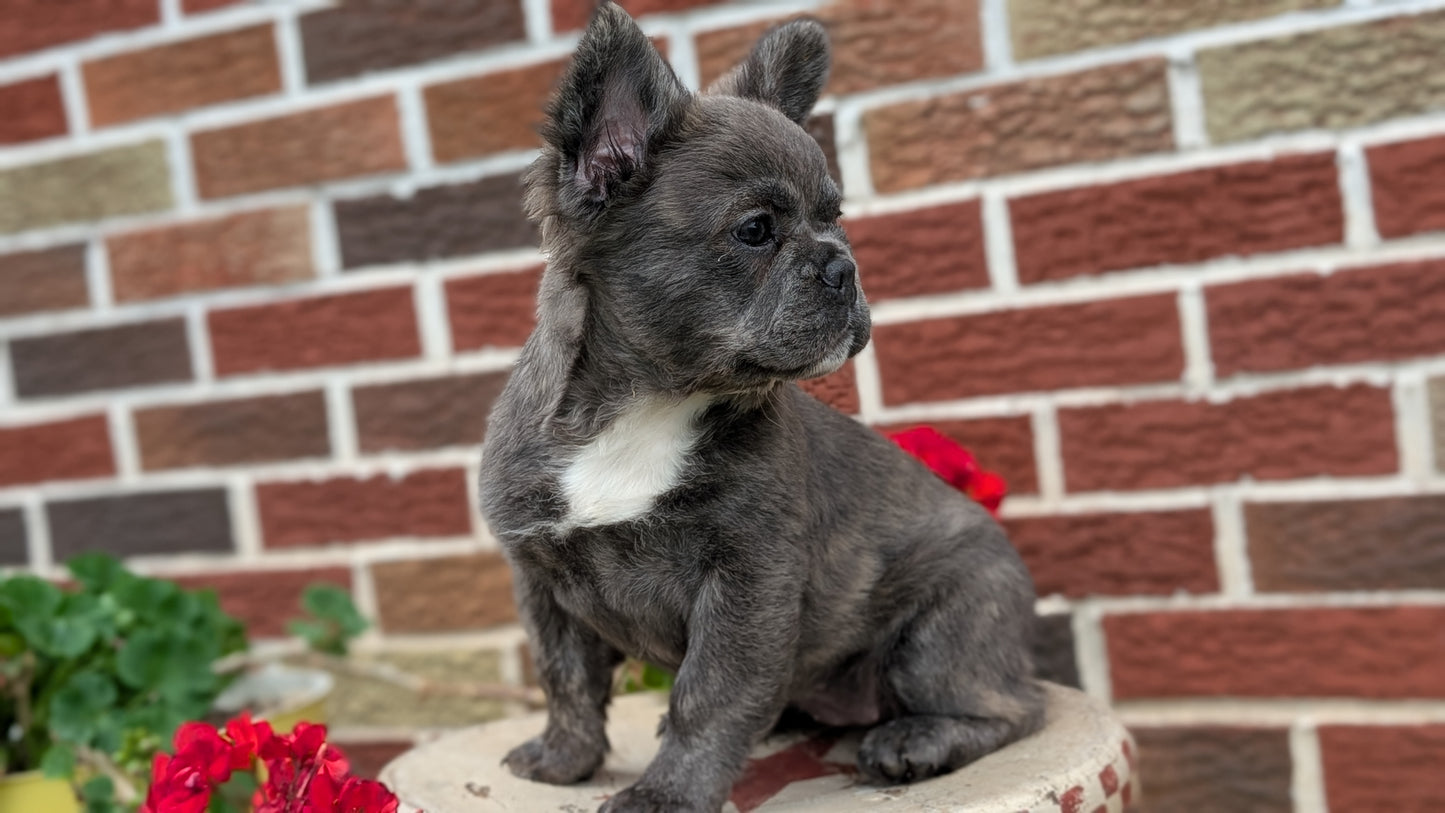 FRENCH BULLDOG (MAR 09) FEMALES