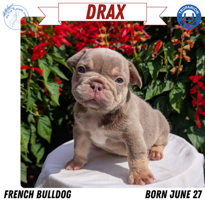 FRENCH BULLDOG (06/27) MALE