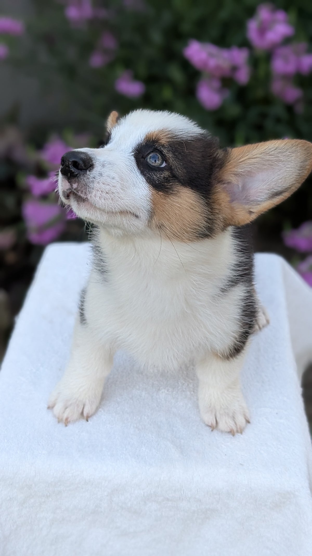 CORGI (JUN 08) MALES