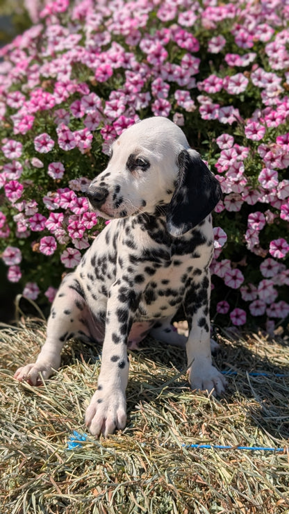 DALMATIAN (JUN 29) MALES