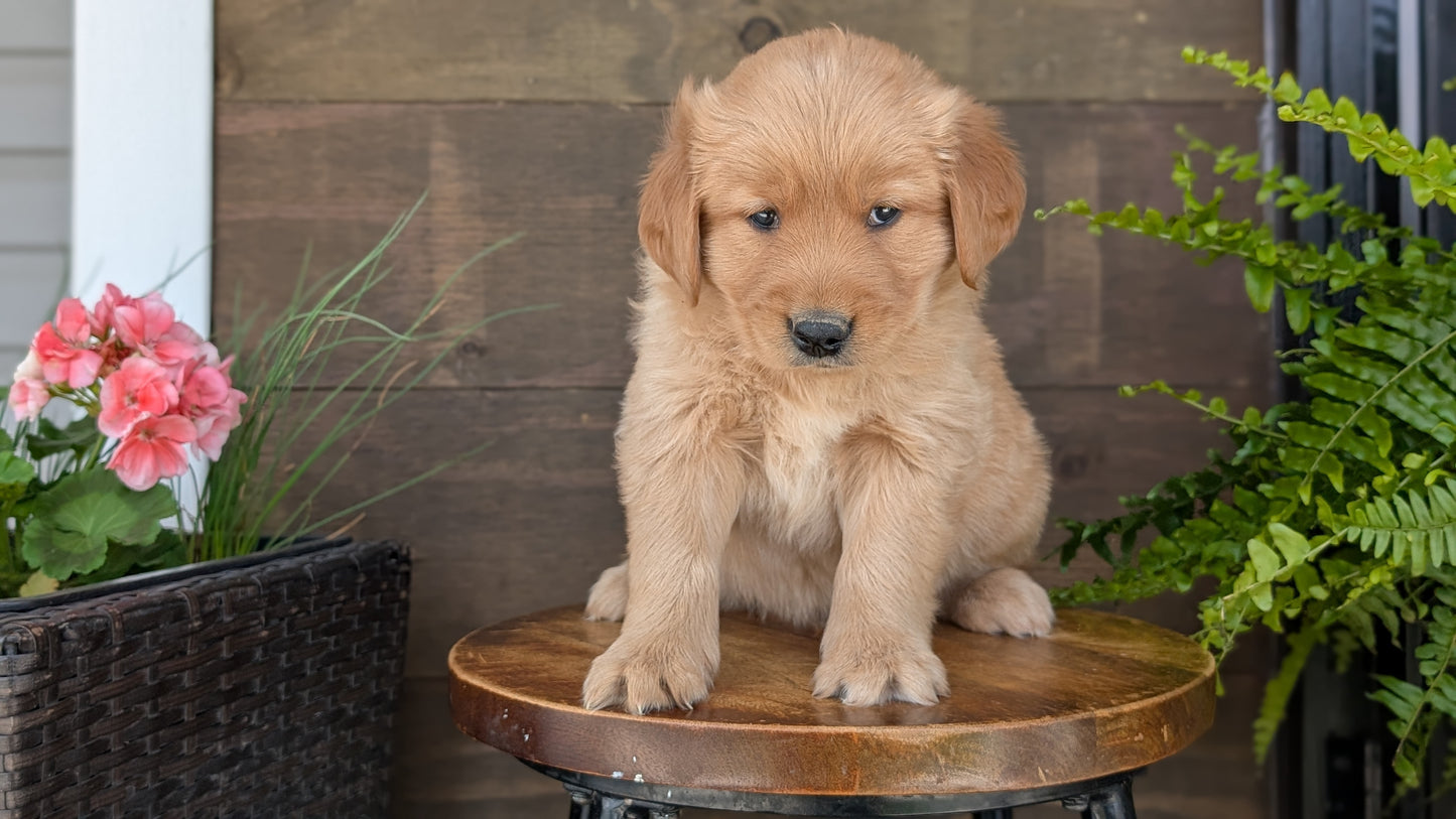 GOLDEN RETRIEVER (MAR 27) MALES