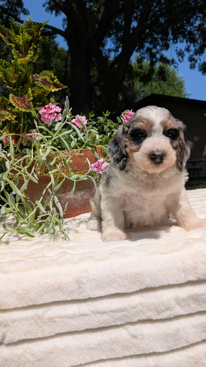 MINI BERNEDOODLE (06/11) FEMALE