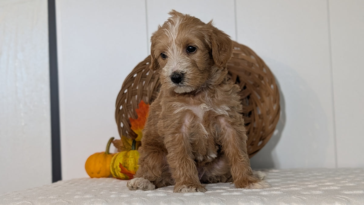 SCHNOODLE (SEP 03) 4 FEMALES/3 MALES