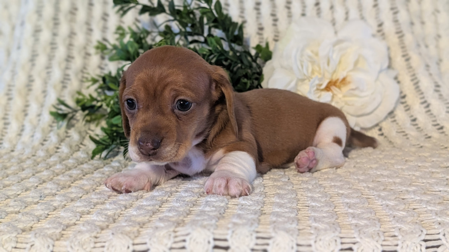 MINI DACHSHUND (JAN 16) FEMALES