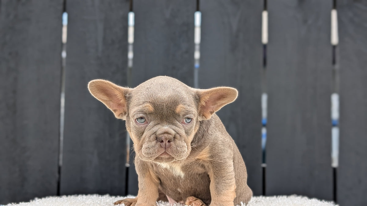 FRENCH BULLDOG (JUN 29) 3 MALES