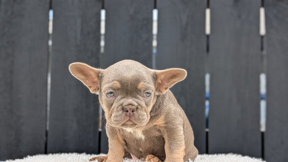 FRENCH BULLDOG (JUN 29) 3 MALES