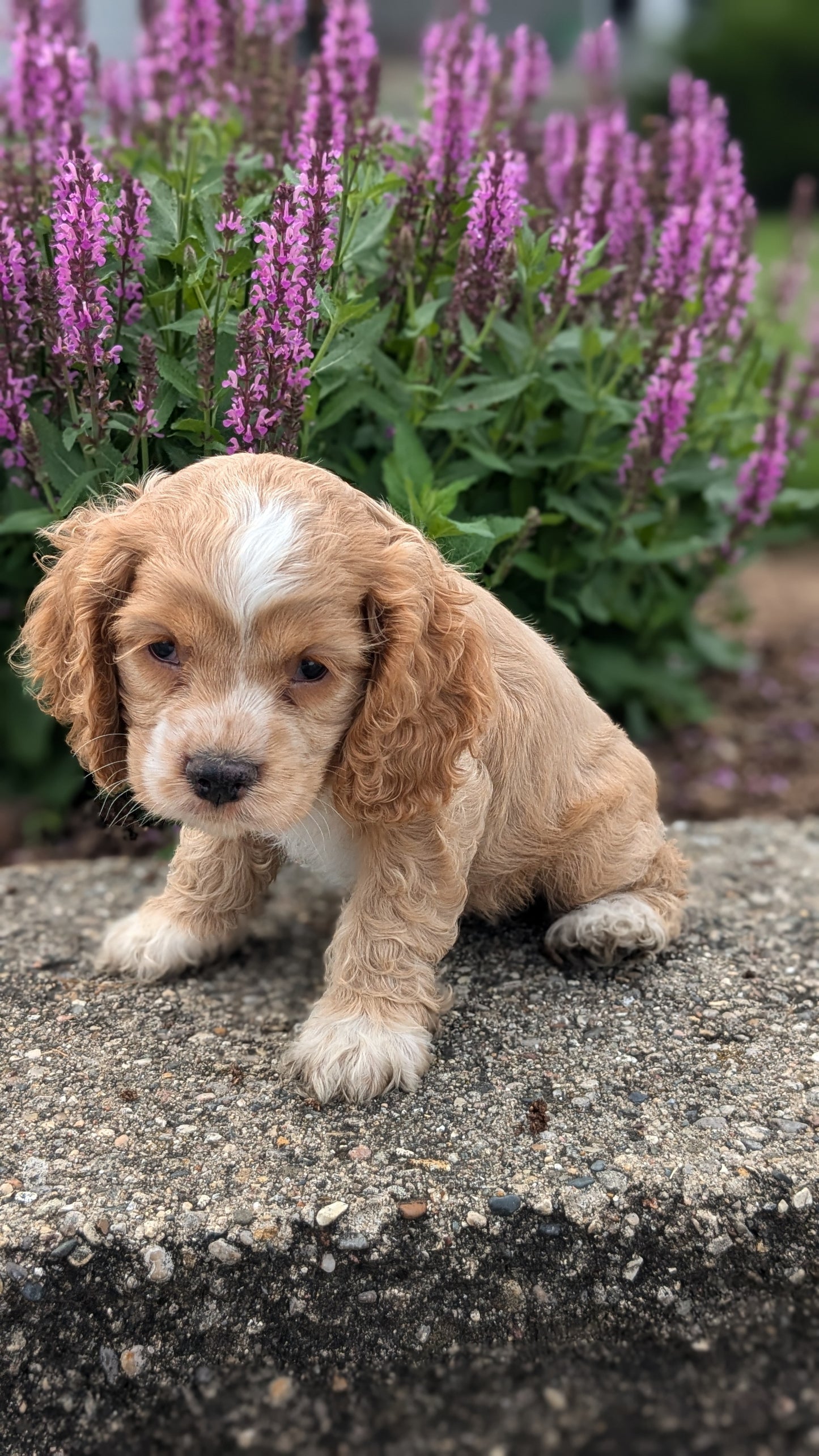 COCKER SPANIEL (06/16) MALE