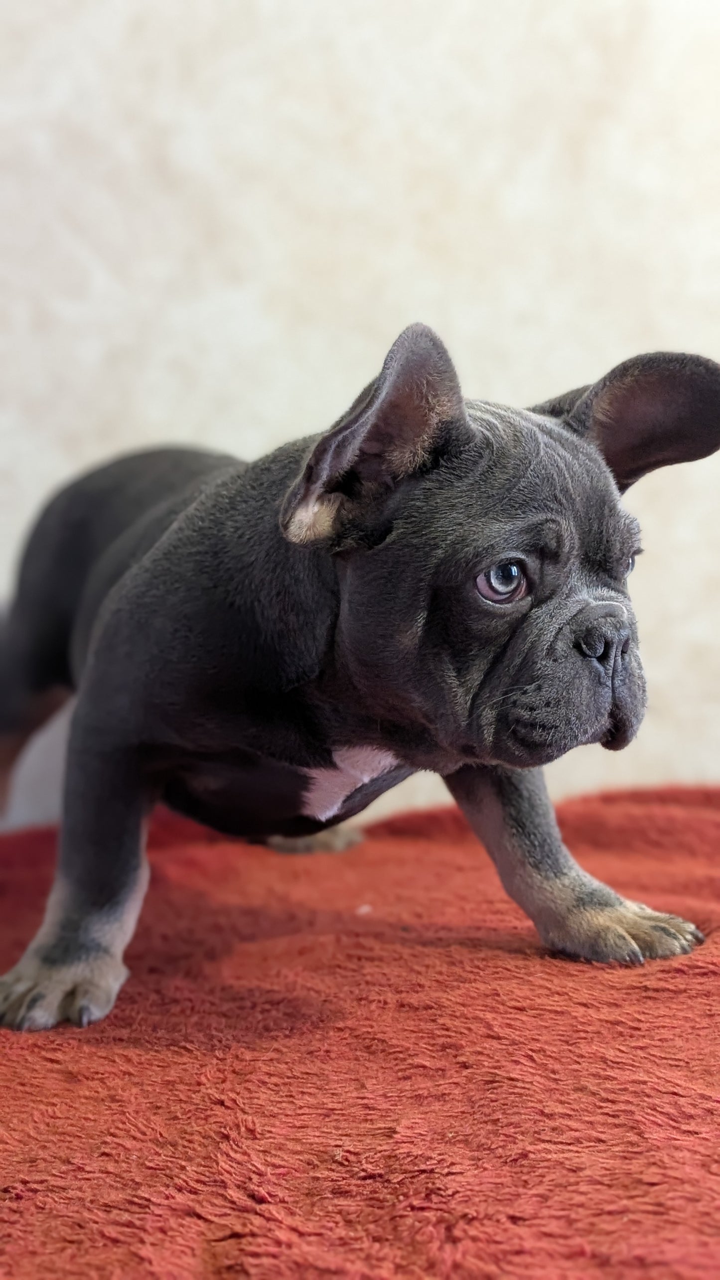 FRENCH BULLDOG (OCT 03) MALES