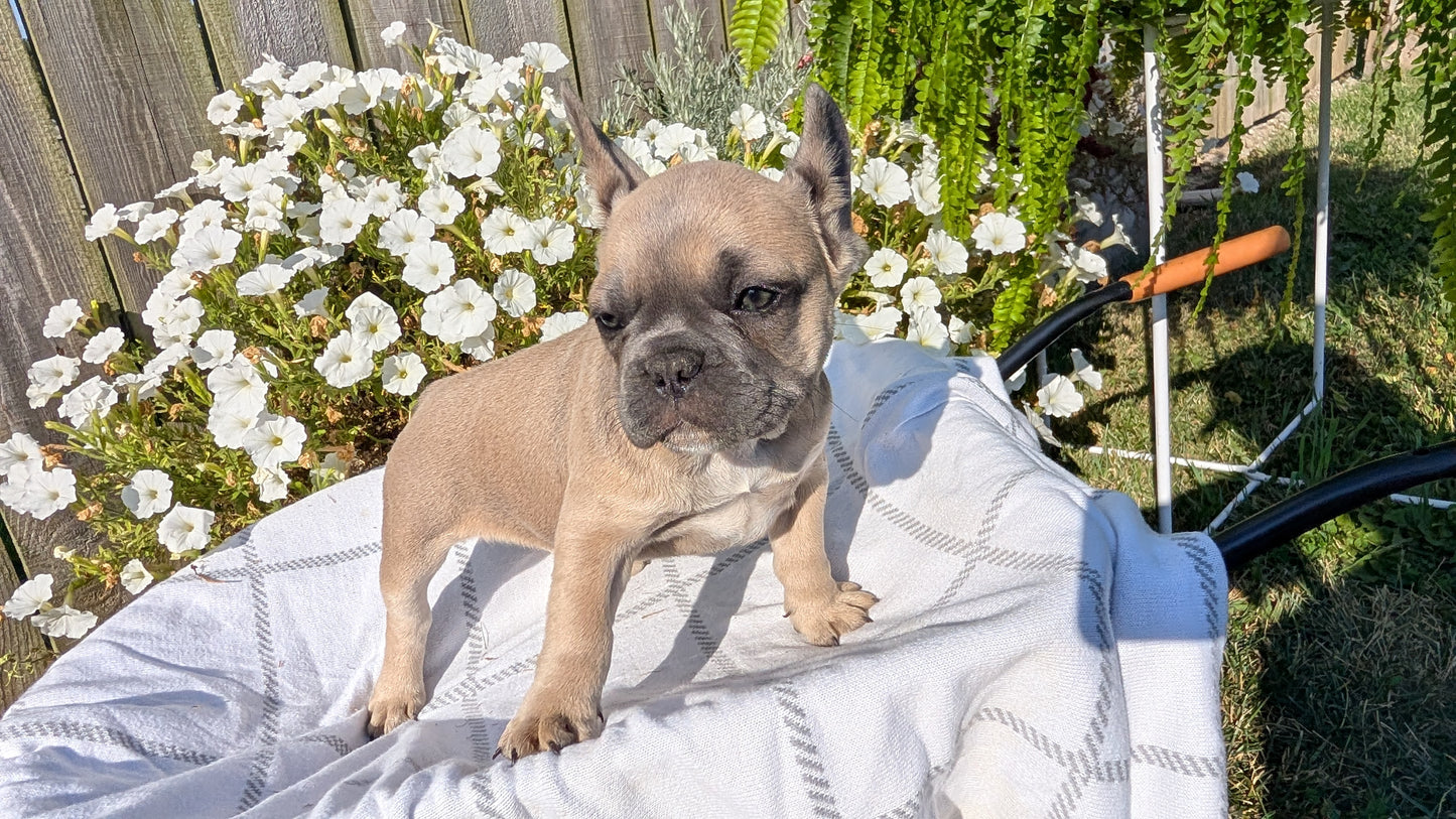 FRENCH BULLDOG (07/03) FEMALE