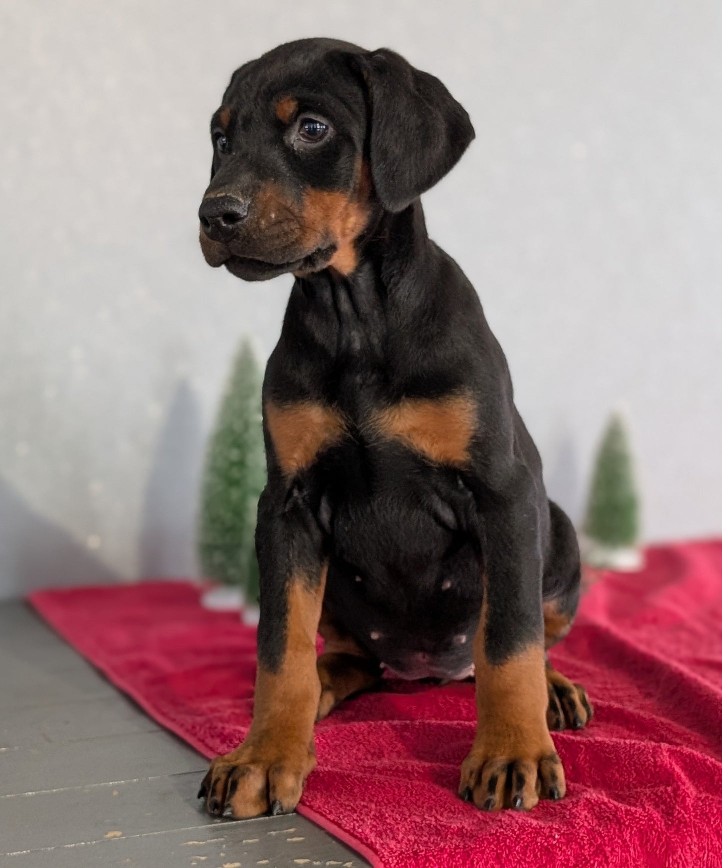 DOBERMAN PINSCHER (OCT 17) FEMALES