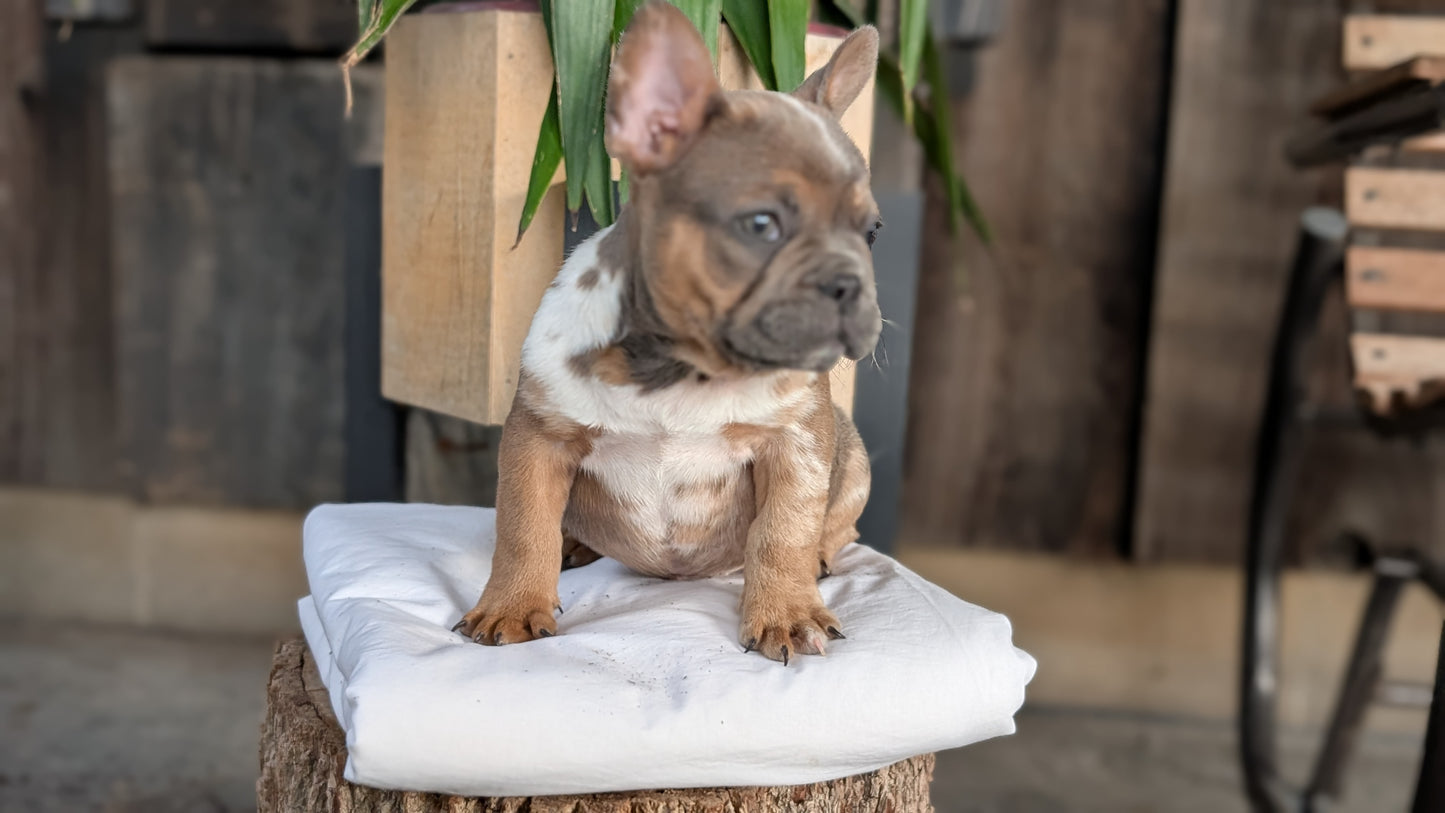 FRENCH BULLDOG (08/12) MALE