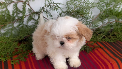 SHIH TZU (SEP 30) MALES