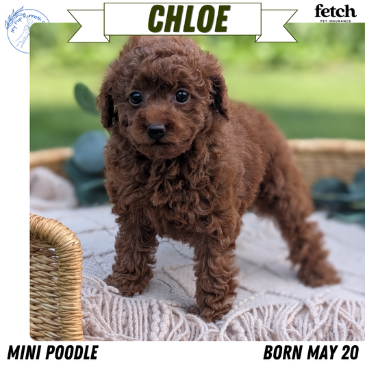 MINI POODLE (MAY 20) FEMALE