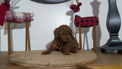 MINI POODLE (NOV 14) FEMALE