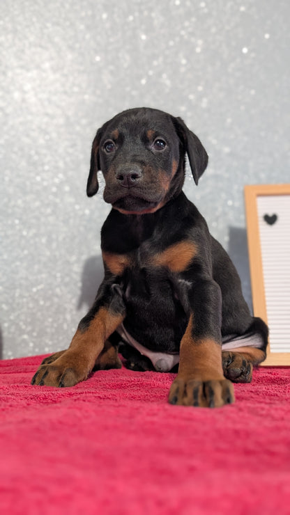 DOBERMAN PINSCHER (OCT 17) MALES