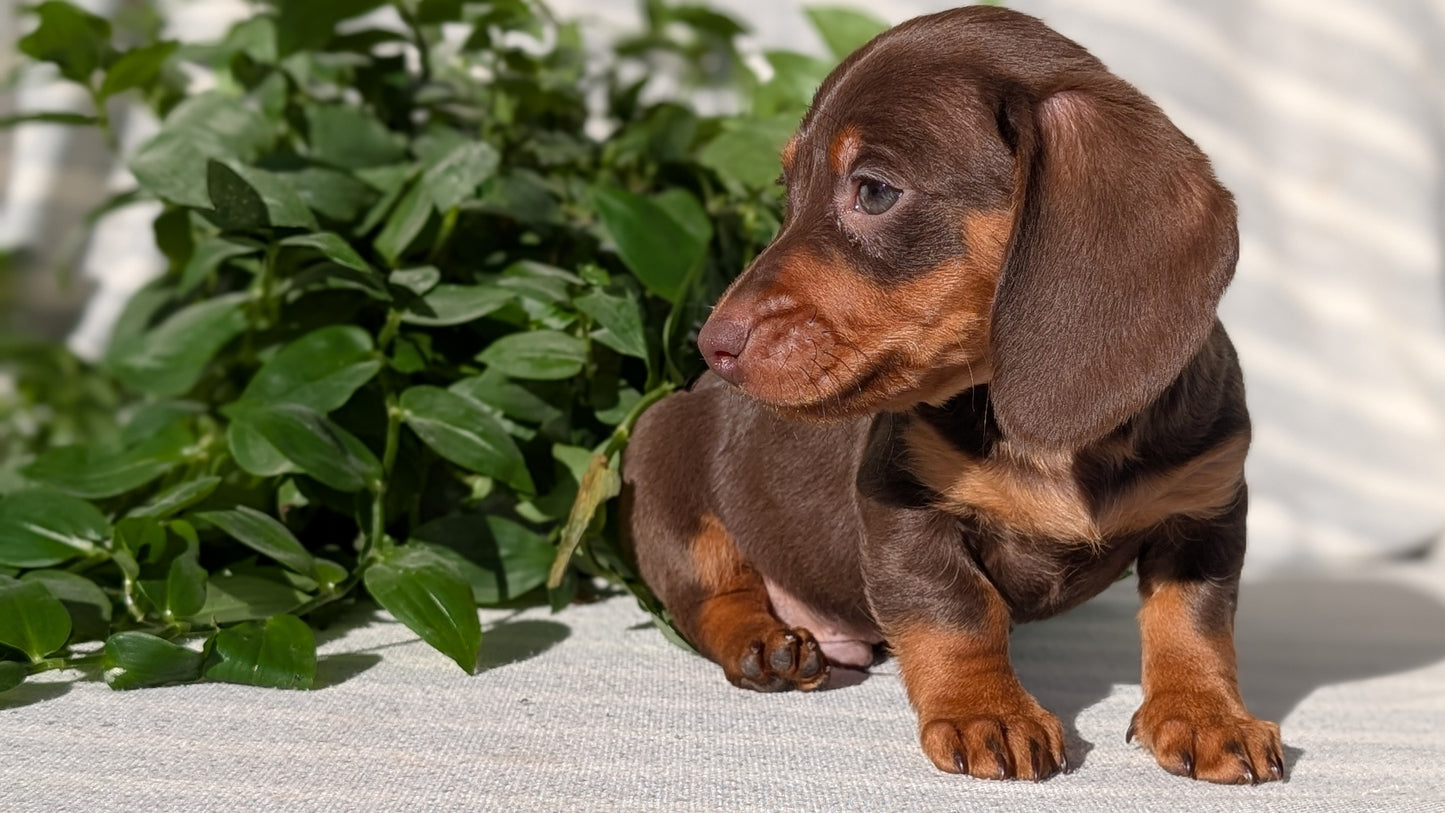 MINI DACHSHUND (09/22) MALE