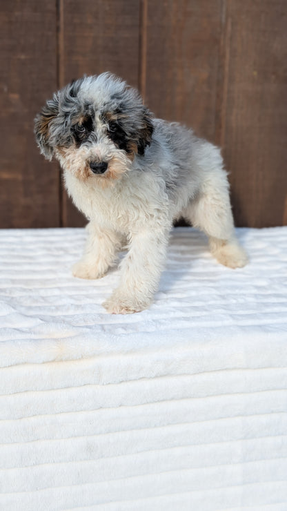MINI BERNEDOODLE (07/25) MALE
