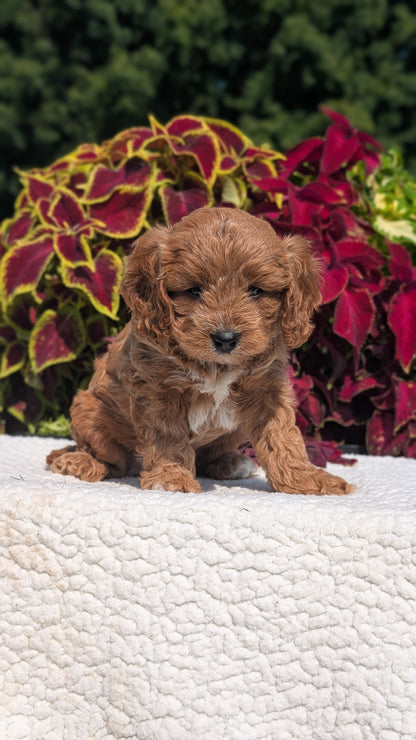 CAVAPOO (07/06) MALE