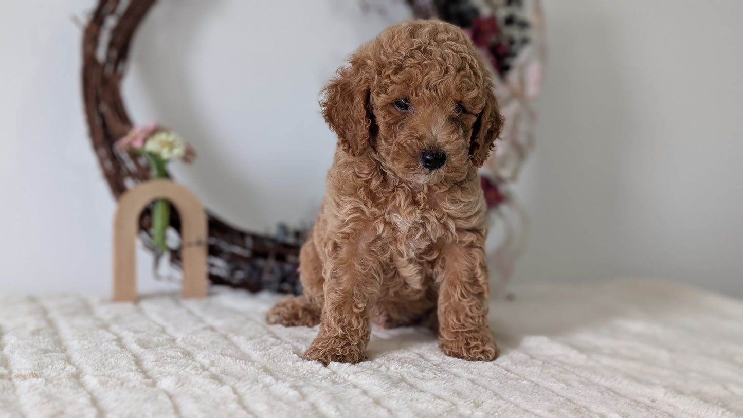 MINI POODLE (JUN 01) MALES