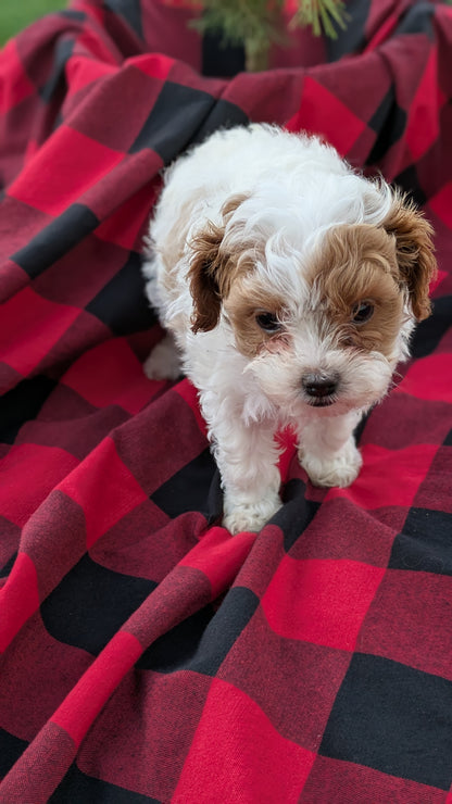 CAVAPOO (10/03) FEMALE