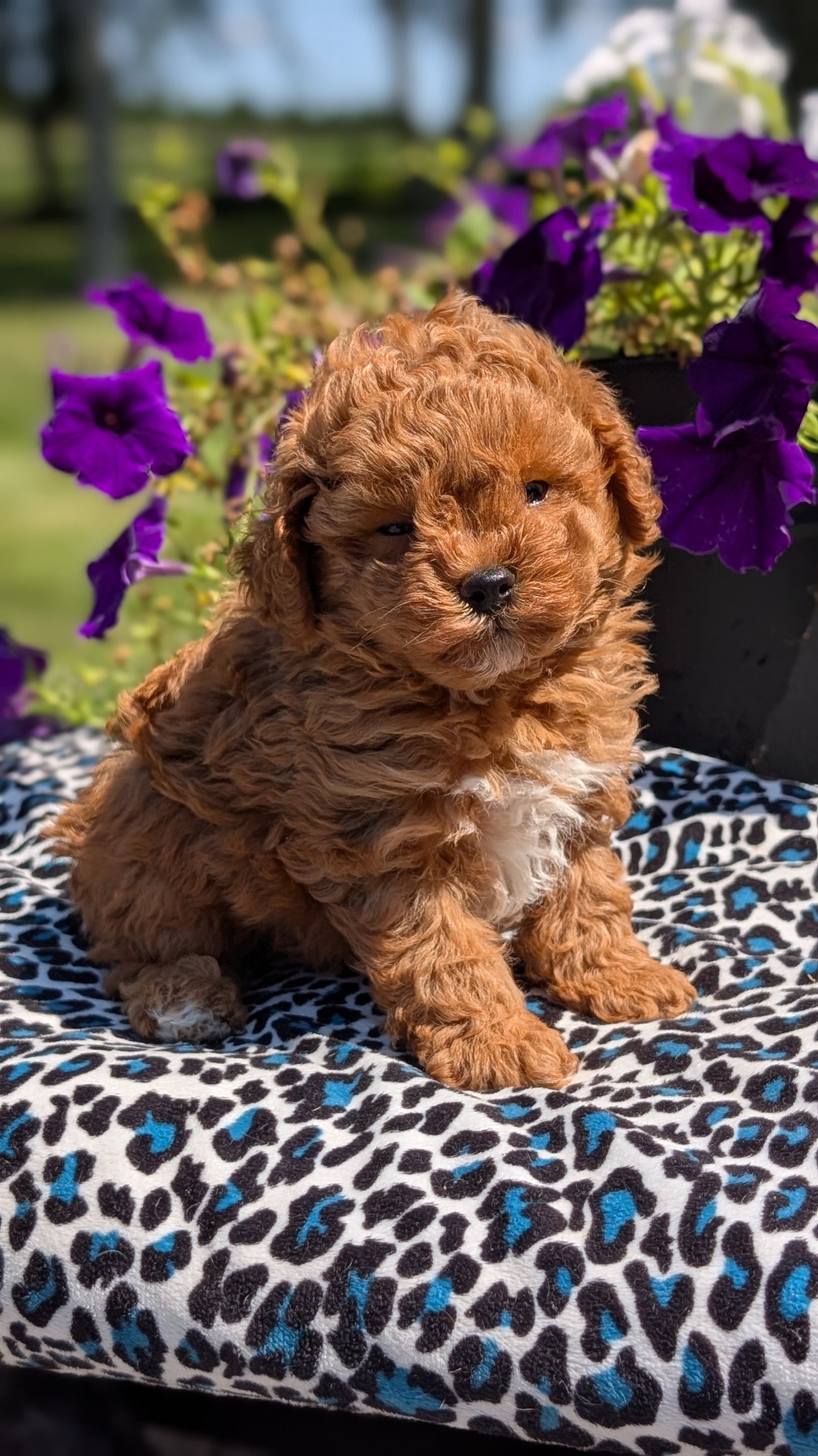 TOY POODLE (JUN 25) MALES