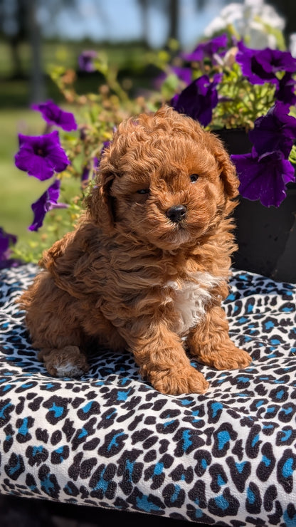 TOY POODLE (JUN 25) MALES
