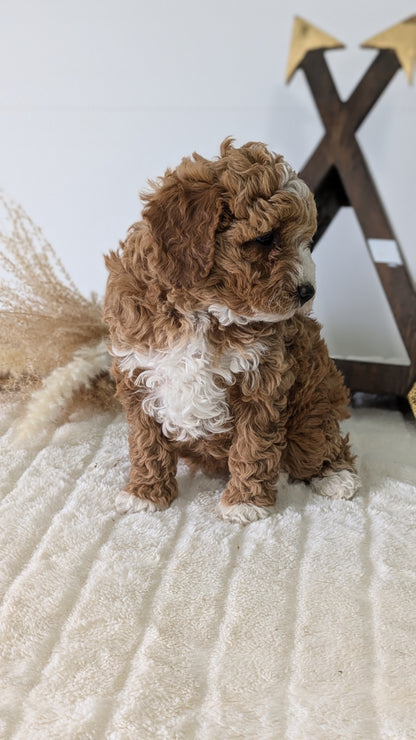 MINI GOLDENDOODLE (03/28) FEMALE