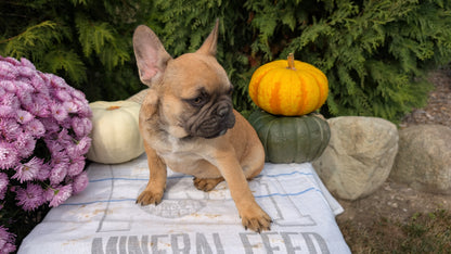 FRENCH BULLDOG (07/15) MALE